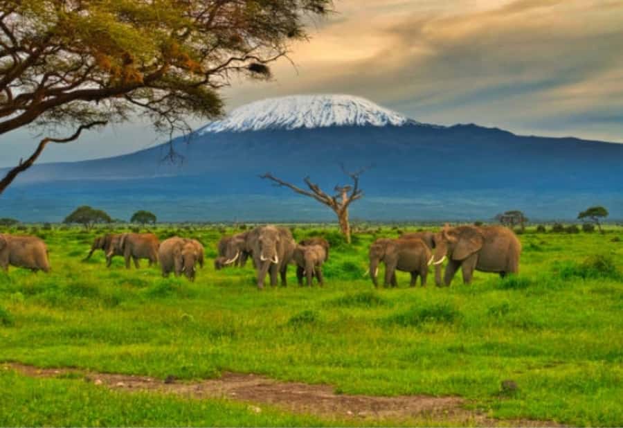 Nairobi:Day trip to Amboseli National park & Maasai village - The “Kilimanjaro frame” trick: timing, clouds, and camera readiness