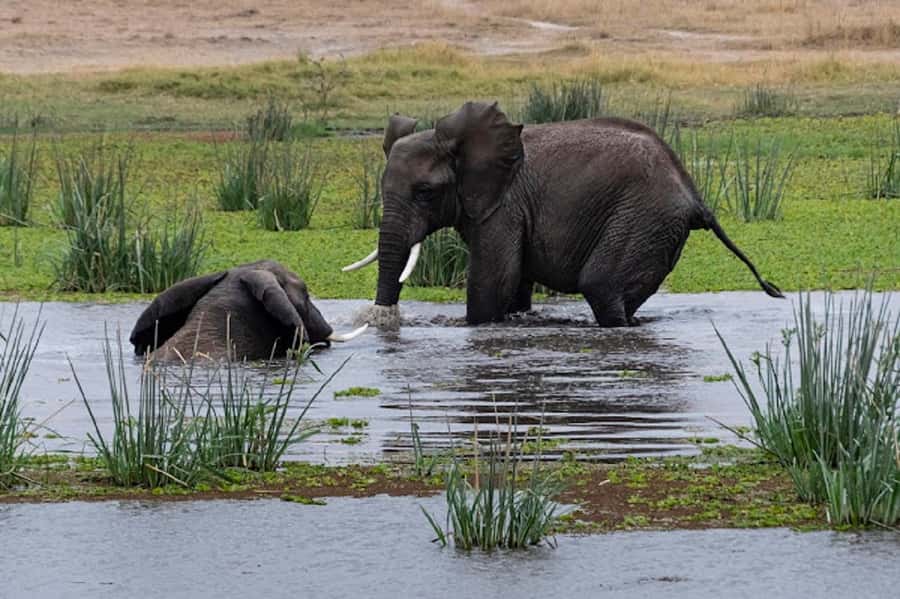 Nairobi: Day Trip to Amboseli National Park - Arrival at the Park Gates, Entrance Fees, and Your First Wildlife Window