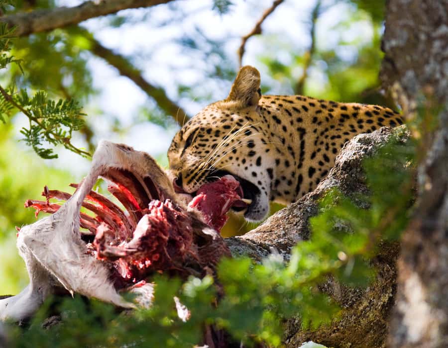 Nairobi: Day Trip to Maasai Mara Reserve & Maasai village - Big Five hunting: real odds, smart stops, and what you might see