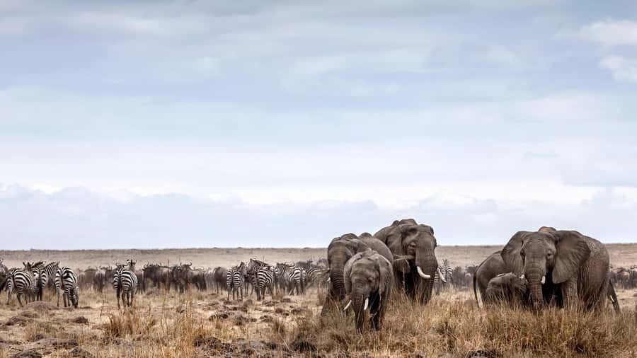 Nairobi: Day Trip to Maasai Mara Reserve & Maasai village - Maasai village visit: culture you may love, fees you should expect