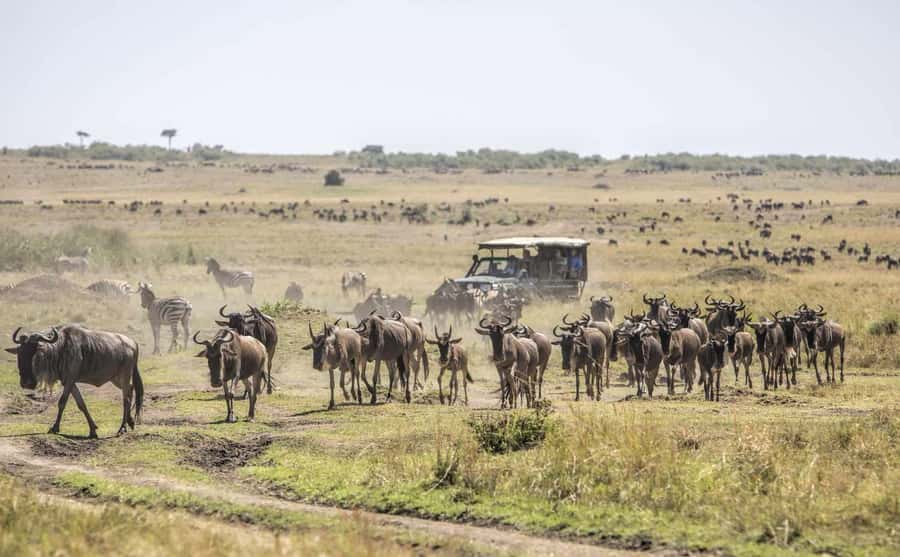Nairobi: Day Trip to Maasai Mara Reserve & Maasai village - Guides and drivers: why names like Ernest and Patrick matter