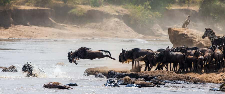 Nairobi: Day Trip to Maasai Mara Reserve & Maasai village - Price and value: what $180 really means after park fees