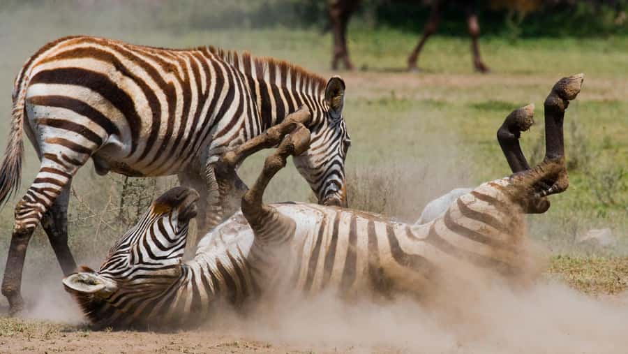 Nairobi: Day Trip to Maasai Mara Reserve & Maasai village - Who this tour suits best, and who should rethink it