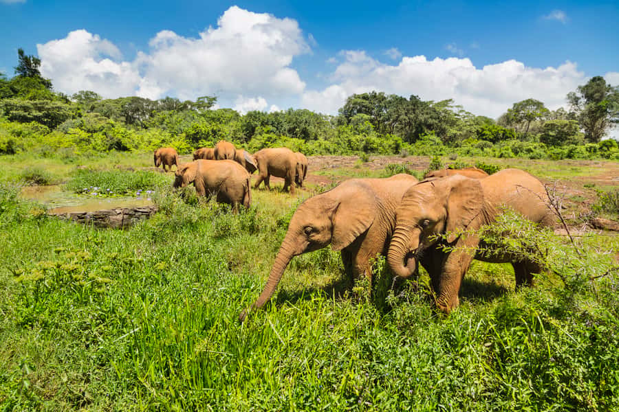 Nairobi: Elephant Orphanage, Beads Factory , giraffe center - Where this Nairobi tour fits in your trip
