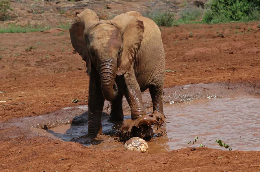 Nairobi: Elephant Orphanage, Beads Factory , giraffe center - Price and the real costs behind the $28 tour