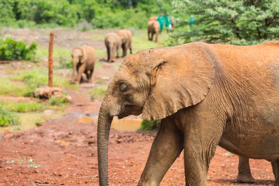 Nairobi: Elephant Orphanage, Beads Factory , giraffe center - Timing, pickup, and how to keep the day easy