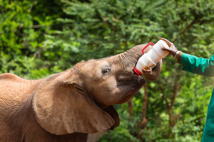 Nairobi: Elephant Orphanage, Beads Factory , giraffe center - Sheldrick Wildlife Trust: baby elephant care you can see up close