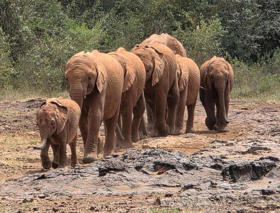 Nairobi: Elephant Orphanage Trust and Giraffe Center Tour - Key highlights to know before you go