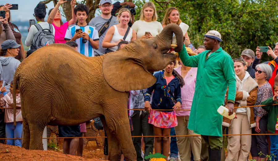 Nairobi: Elephant Orphanage Trust and Giraffe Center Tour - Who this tour suits, and who should think twice