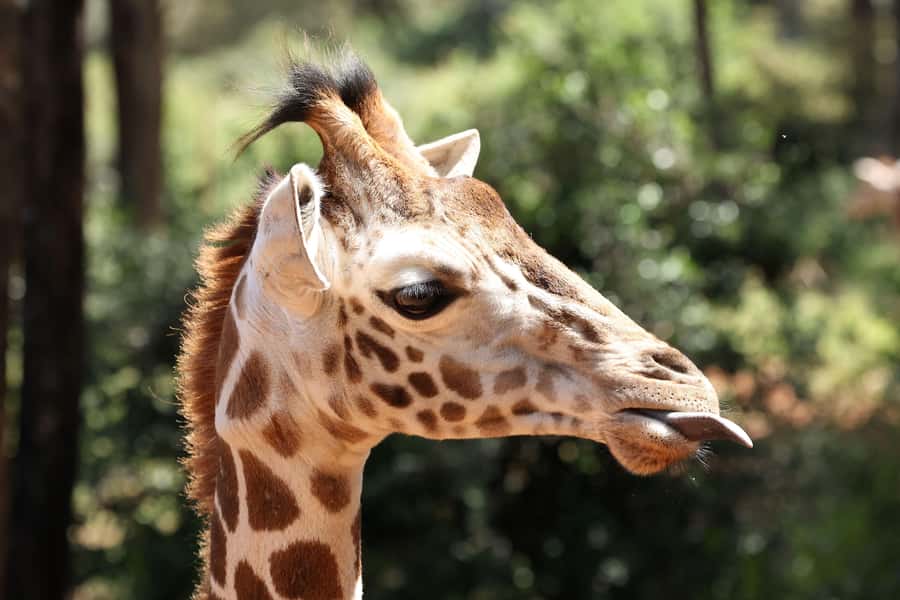 Nairobi: Elephant Orphanage Trust and Giraffe Center Tour - Nairobi wildlife and crafts in one 6-hour block