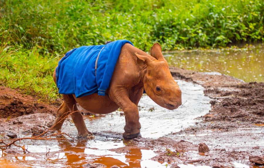 Nairobi: Elephant Orphanage Trust and Giraffe Center Tour - Kobe Bead Factory and women-led crafts: what the bead tour actually gives you