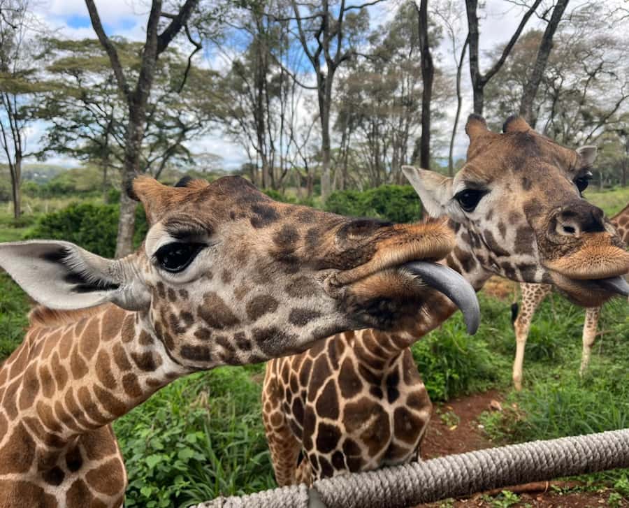 Nairobi: Elephant Orphanage Trust and Giraffe Center Tour - Guides and how to get better views: Faith, Kelvin, Zach, and Meshack