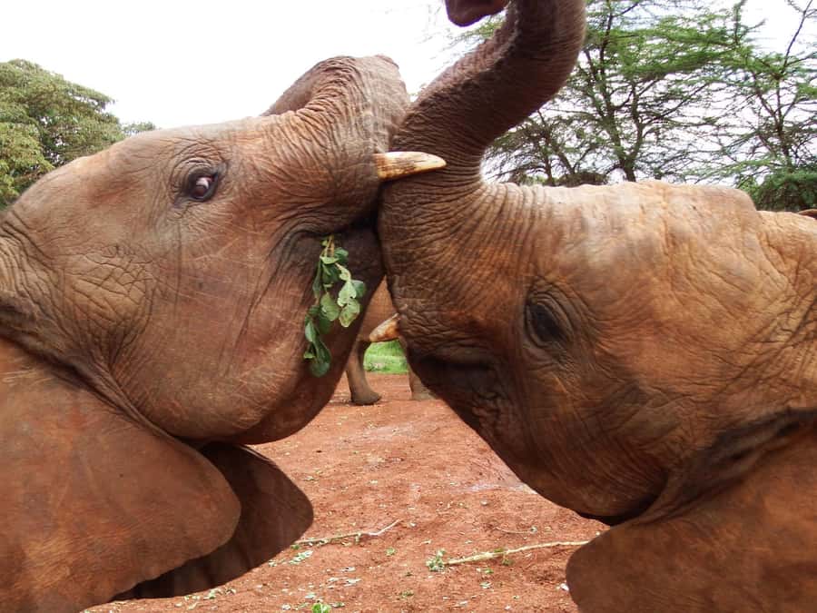 Nairobi: Elephant Orphanage Trust and Giraffe Center Tour - Price and value: $97 plus the conservation fee you must pay online