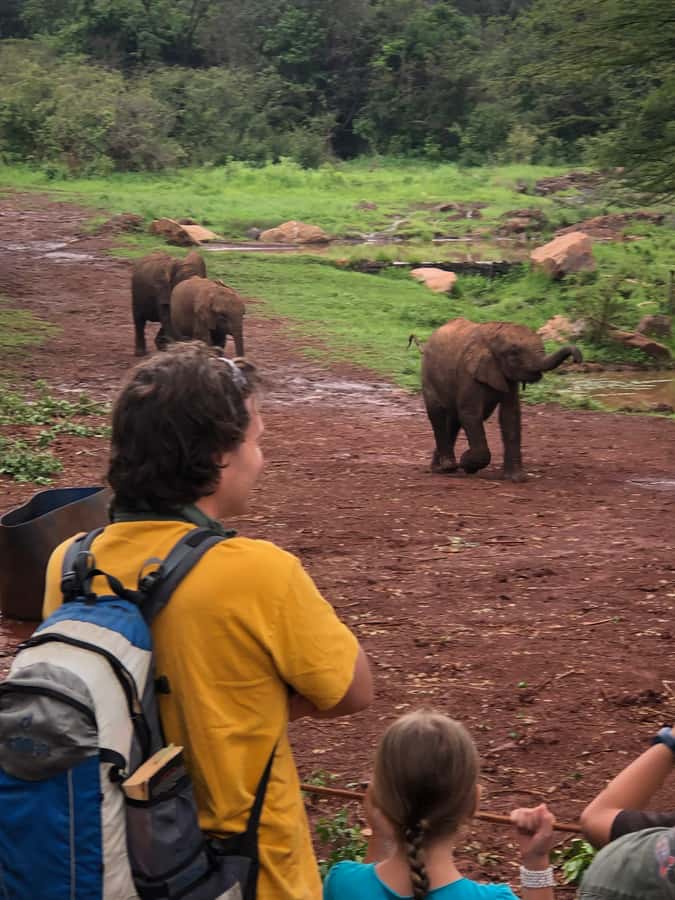 Nairobi: Elephant Sanctuary and Giraffe Center Day Tour - Key Things That Make This Nairobi Animal Day Tour Work