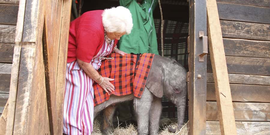 Nairobi: Elephant Sanctuary and Giraffe Center Day Tour - Inside David Sheldrick: Orphan Elephants, Their Names, and Rescue Stories