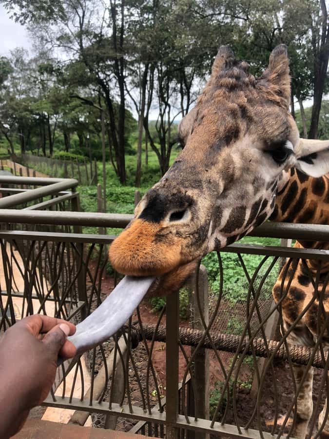 Nairobi: Elephant Sanctuary and Giraffe Center Day Tour - The 15-Minute Hop to the Giraffe Centre and Rothchild Giraffes