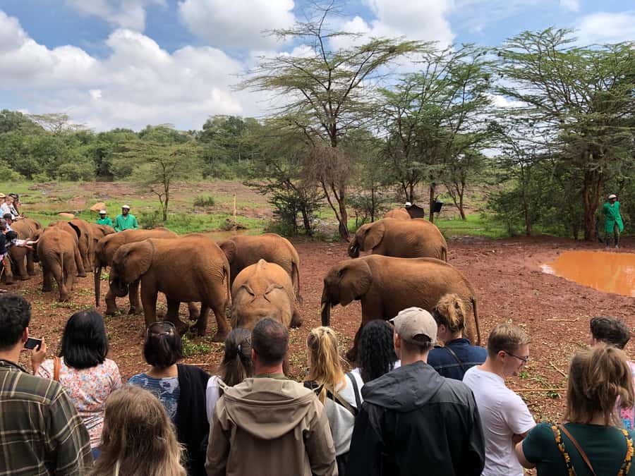 Nairobi: Elephant Sanctuary and Giraffe Center Day Tour - Feeding Time Etiquette That Keeps the Day Smooth