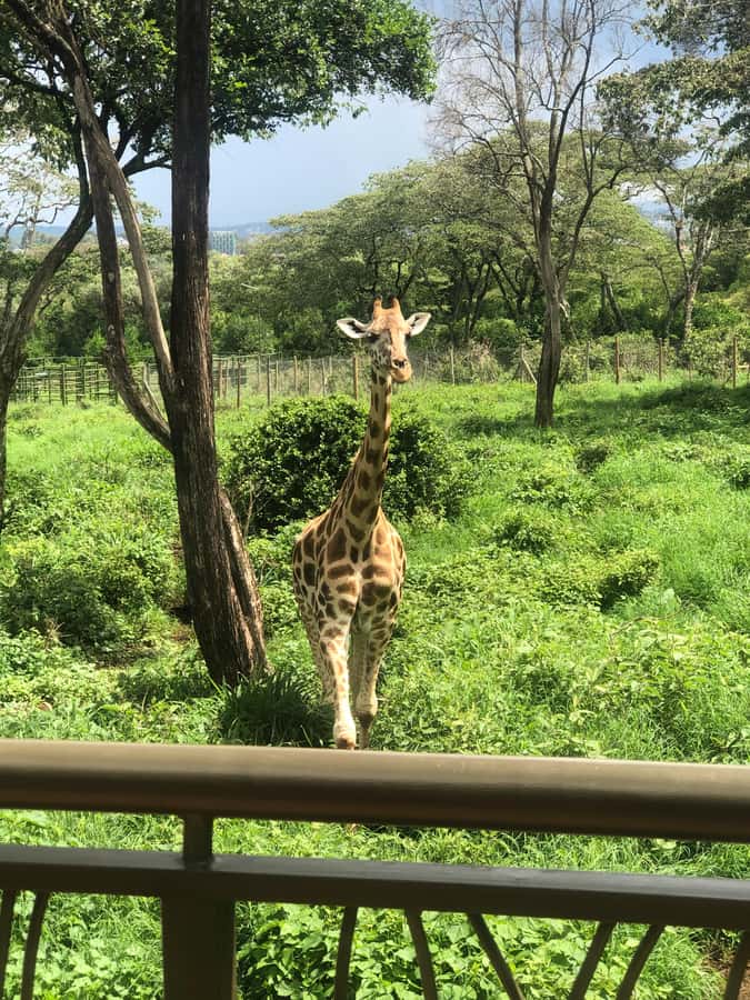 Nairobi: Elephant Sanctuary and Giraffe Center Day Tour - Lunch Break and How to Keep the Rest of Your Nairobi Day Flexible
