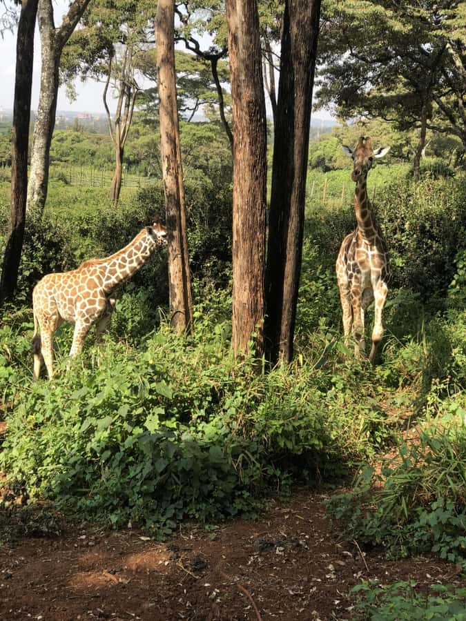 Nairobi: Elephant Sanctuary and Giraffe Center Day Tour - Booking Confidence: Ready Reservations and a Guide Who Keeps Time