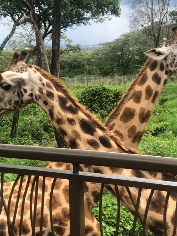 Nairobi: Elephant Sanctuary and Giraffe Center Day Tour - Who This Tour Suits Best, and Who Might Want a Different Option