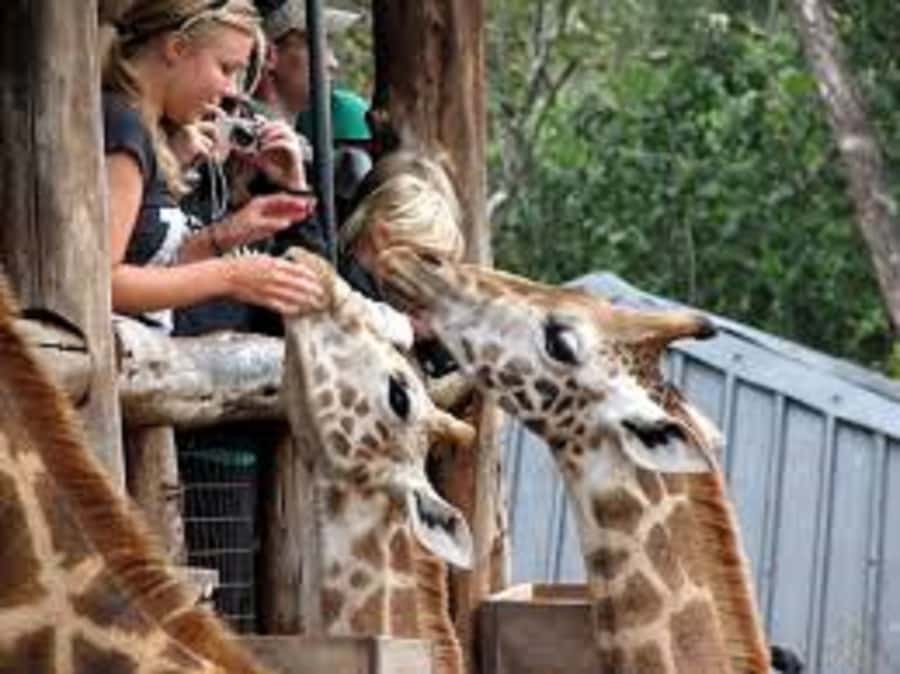 Nairobi: Elephants, Giraffes, Karen Blixen & Bomas Tour - From Nairobi pickup to the first big stop
