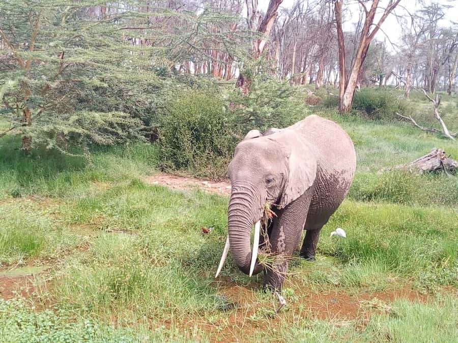 Nairobi: Elephants, Giraffes, Karen Blixen & Bomas Tour - Giraffe Center time: feeding up close and a calmer nature break