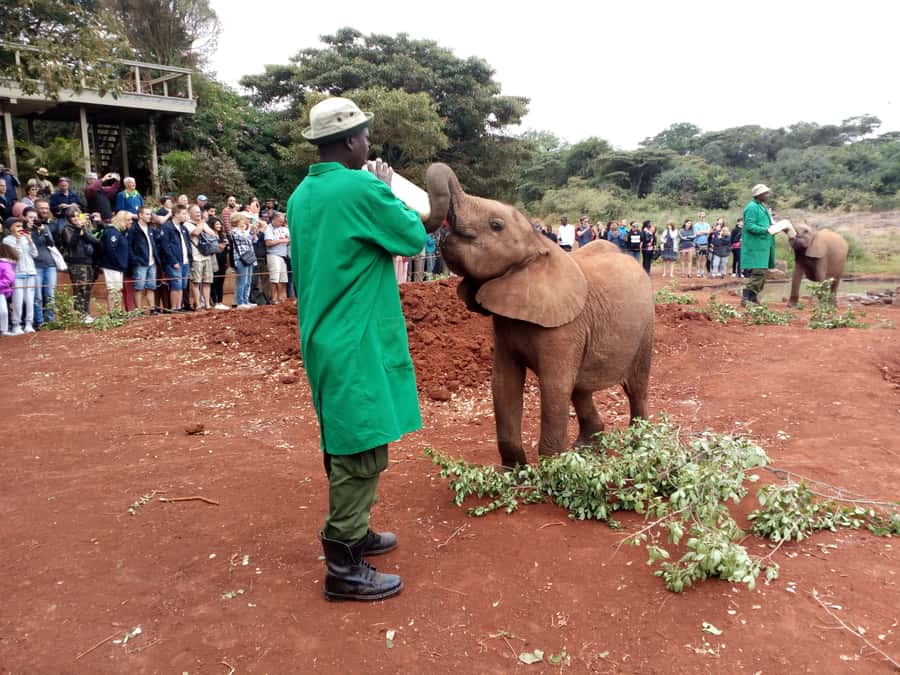 Nairobi: Elephants, Giraffes, Karen Blixen & Bomas Tour - Karen Blixen Museum: Out of Africa context in real time