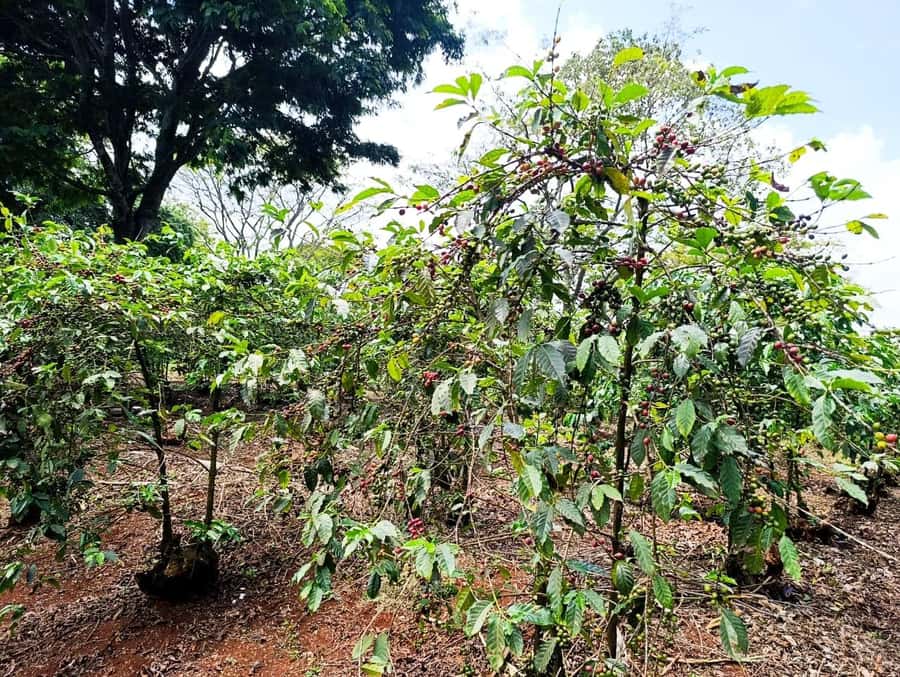 Nairobi: Fairview Coffee Estate Tour with Pickup - A coffee estate day trip from Nairobi, with pickup
