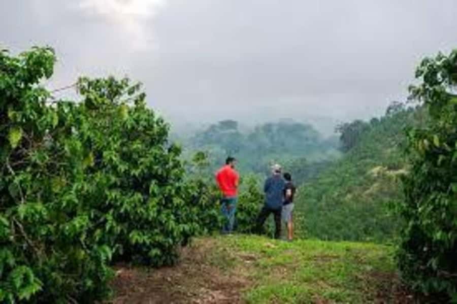 Nairobi: Fairview Coffee Estate Tour with Pickup - Welcome coffee, sweet bites, and what you’ll learn first