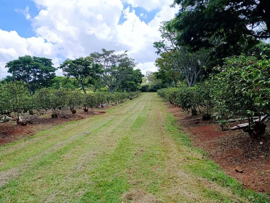 Nairobi: Fairview Coffee Estate Tour with Pickup - Roasting hut hands-on: jiko heat, grinding, and bagging