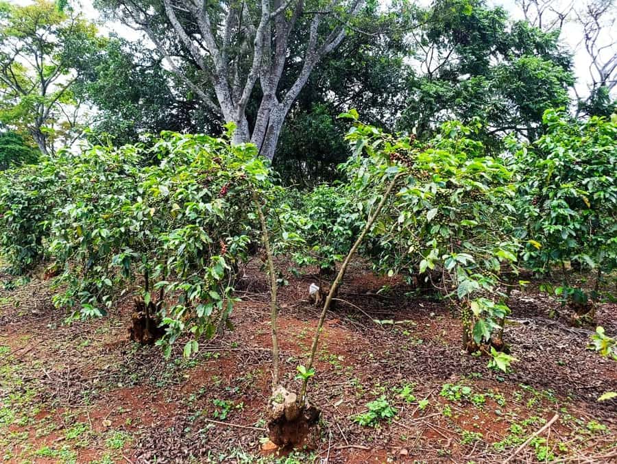 Nairobi: Fairview Coffee Estate Tour with Pickup - Timing and pickup issues: how to protect your day