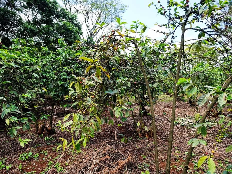 Nairobi: Fairview Coffee Estate Tour with Pickup - Best season in Kenya, plus what to bring