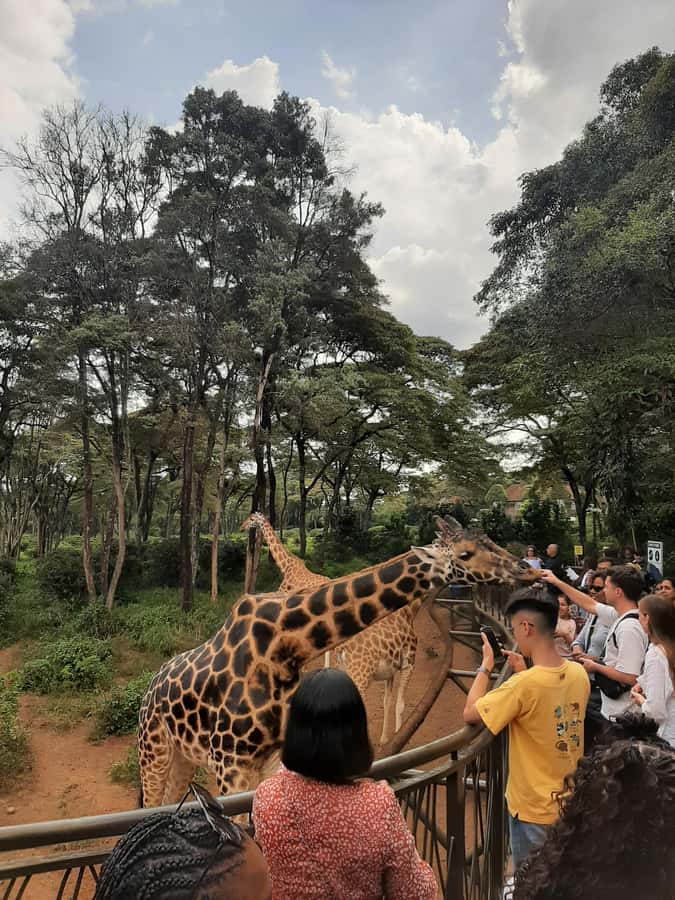 Nairobi: Game drive, elephant Orphanage & giraffe centre. - Who this day trip suits best