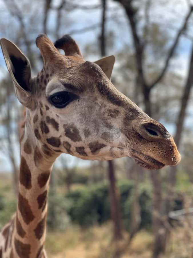 Nairobi:Giraffe Center, Baby Elephant and Beads factory Tour - Should you book this Nairobi Giraffe, Elephant, and Beads tour?