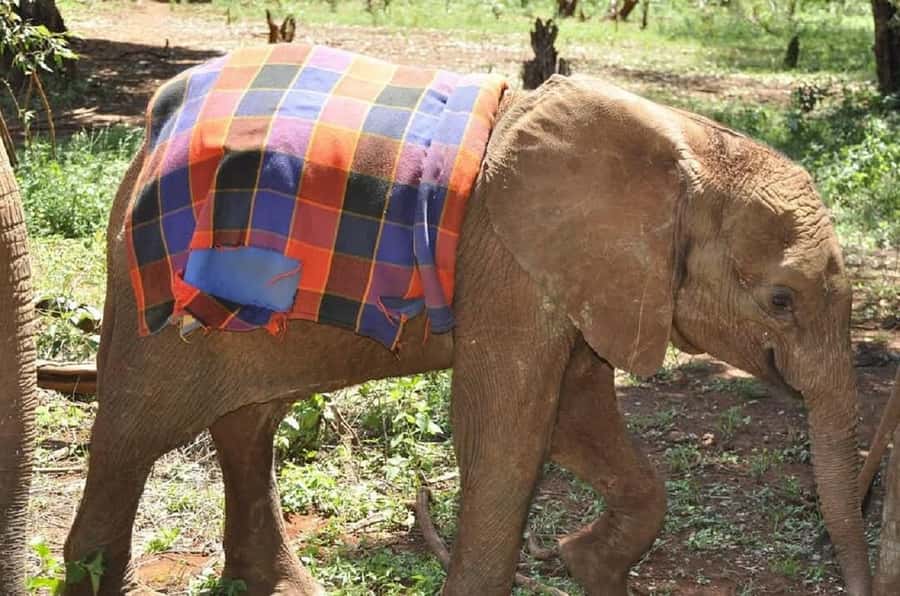 Nairobi:Giraffe Center, Baby Elephant and Beads factory Tour - How the itinerary actually feels, stop by stop