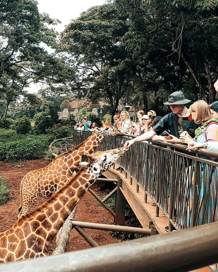 Nairobi: Giraffe Center, Elephant Orphanage, and Beads Tour - Key Things to Know Before You Go