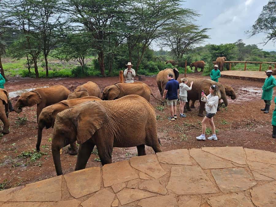 Nairobi: Giraffe Center, Elephant Orphanage, and Beads Tour - David Sheldrick Wildlife Trust and the Elephant Orphanage Focus