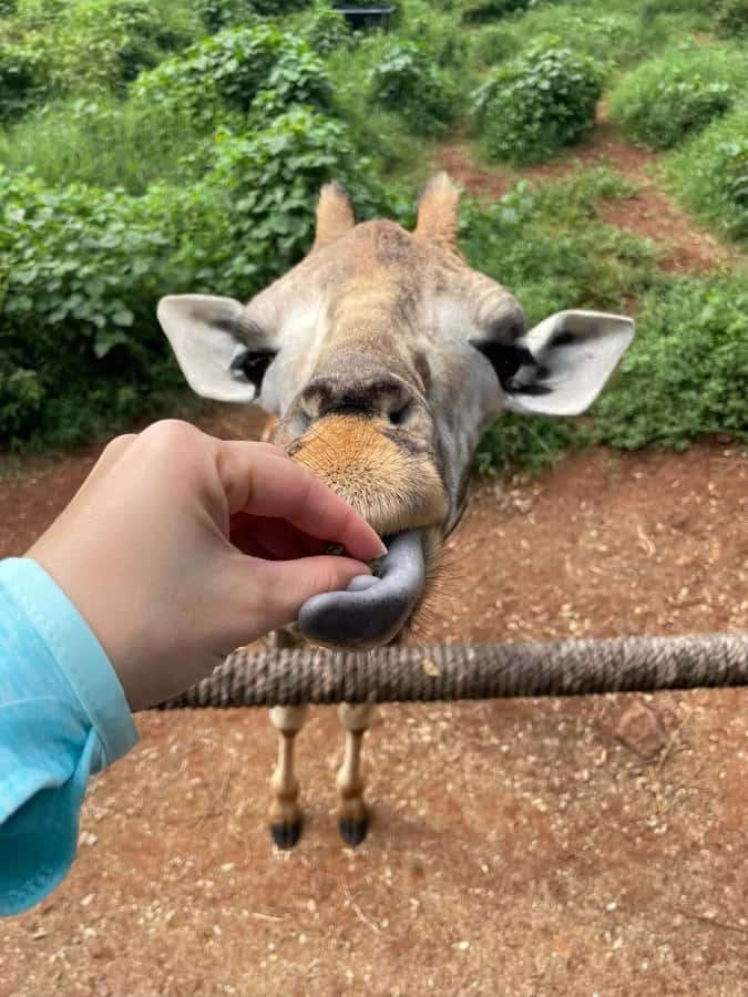 Nairobi: Giraffe Center, Elephant Orphanage, and Beads Tour - Nairobi National Park: Wildlife Without the Full-Day Safari Plan