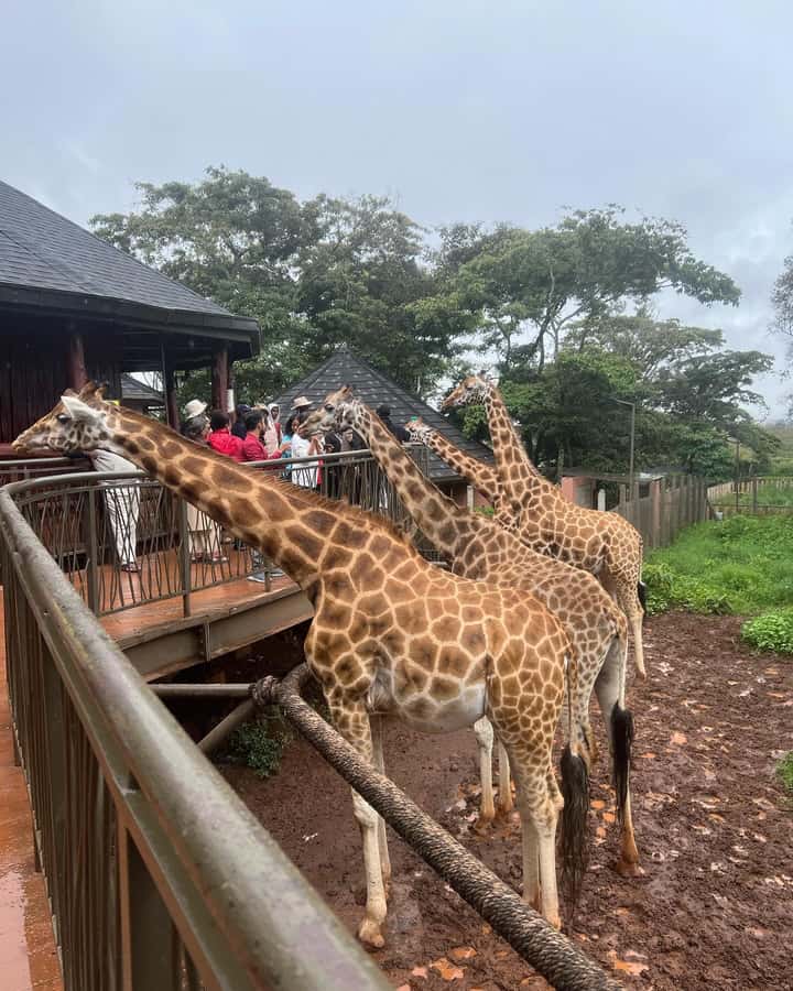 Nairobi: Giraffe Center, Elephant Orphanage, and Beads Tour - The Human Side: Guides, Timing, and a Good Van Day