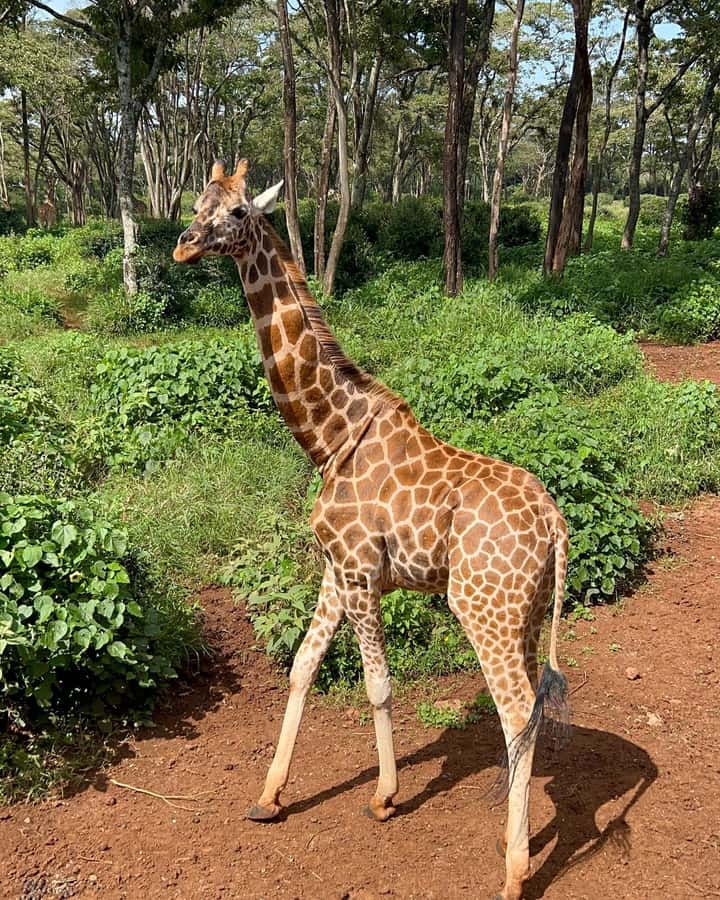 Nairobi: Giraffe Center, Elephant Orphanage, and Beads Tour - Who Should Book This 5-Hour Nairobi Tour