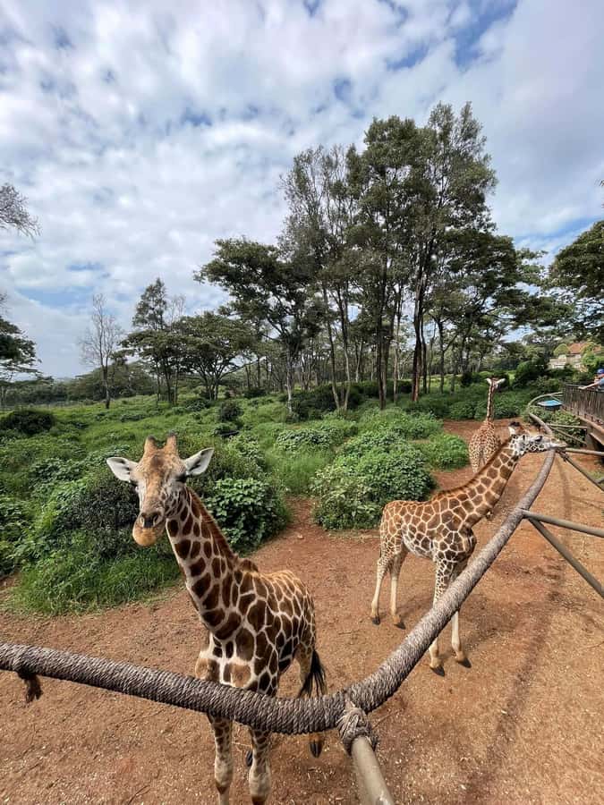Nairobi: Giraffe Center, Elephant Orphanage, and Beads Tour - Tips to Make Your Day Go Smoothly