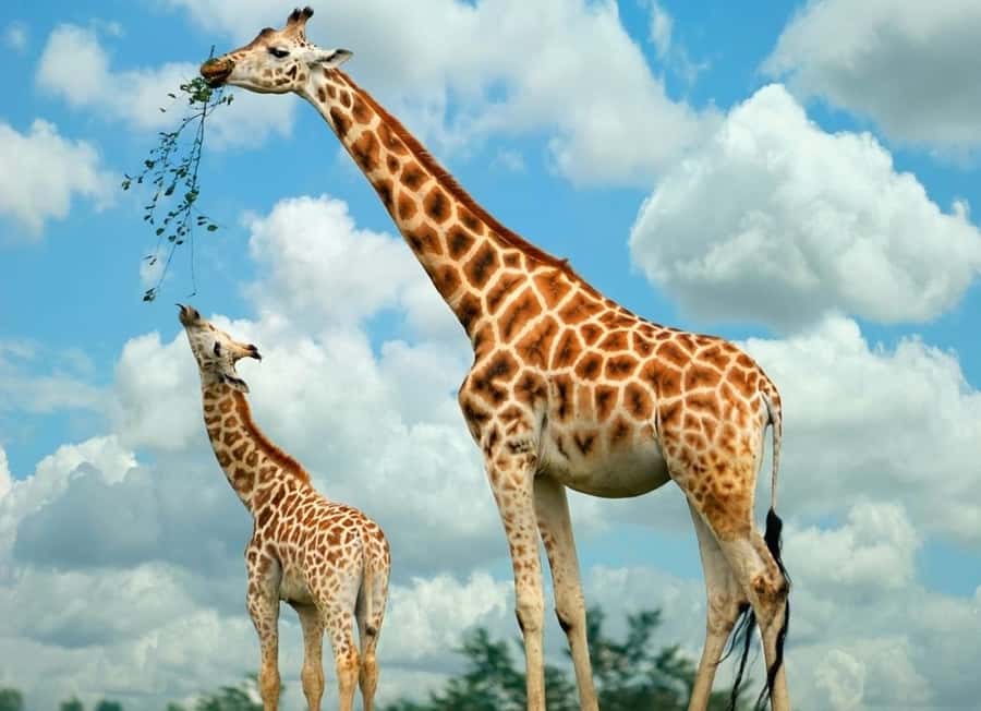 Nairobi: Giraffe Center, Elephant Orphanage and Bomas Tour - Giraffe Centre Feeding: Why Rothschild Giraffes Are the Main Event
