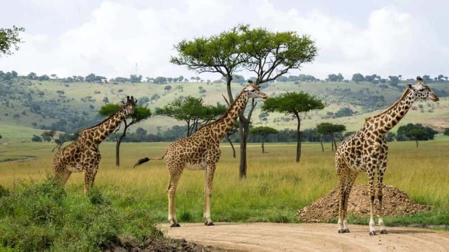 Nairobi:Group Hell's Gate National Park & Lake Naivasha Tour - One-Day Rift Valley Rhythm from Nairobi