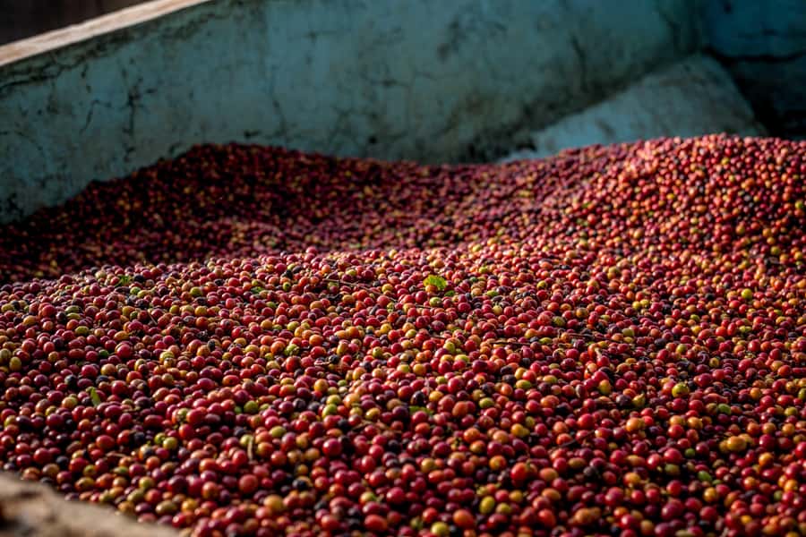 Nairobi: Guided Coffee Farm Tour with Tastings - Key highlights to look forward to
