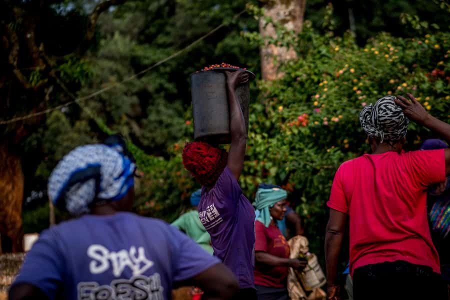 Nairobi: Guided Coffee Farm Tour with Tastings - Coffee Country Near Nairobi: the drive, the pacing, and the payoff
