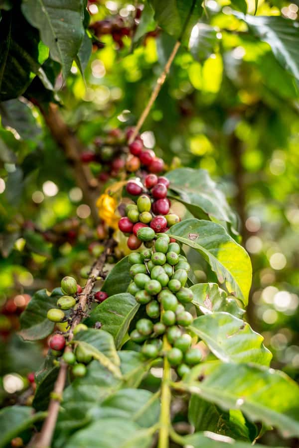 Nairobi: Guided Coffee Farm Tour with Tastings - Harvest, cherries, and processing: why the cup tastes the way it does