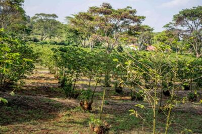 Guided Coffee Farm Tour with Tastings