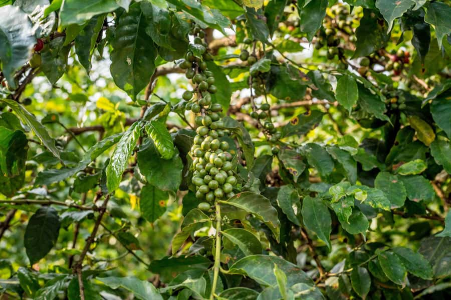 Nairobi: Guided Coffee Farm Tour with Tastings - Smell the coffee games: turning tasting into a skill