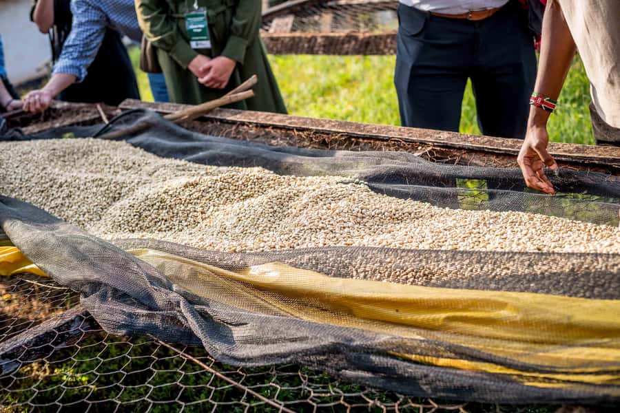 Nairobi: Guided Coffee Farm Tour with Tastings - What $27 gets you, and what might cost extra at the farm