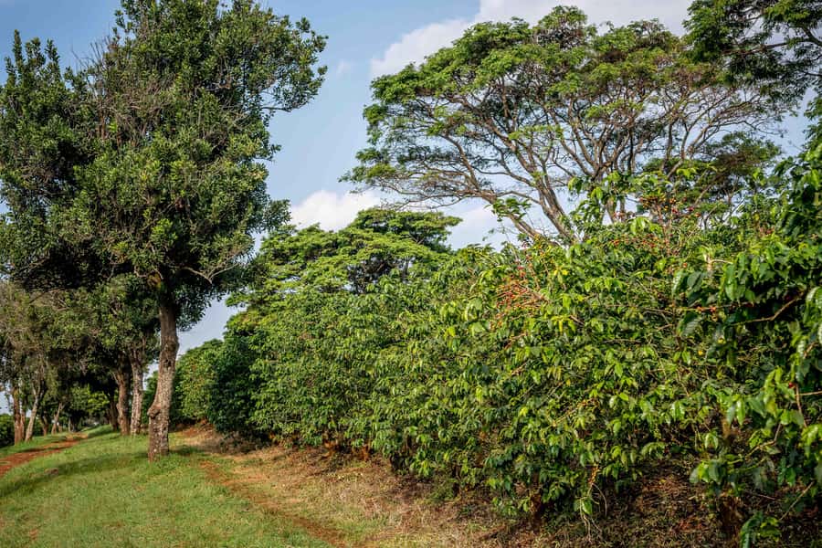 Nairobi: Guided Coffee Farm Tour with Tastings - Comfort and logistics for a farm walk in central Kenya